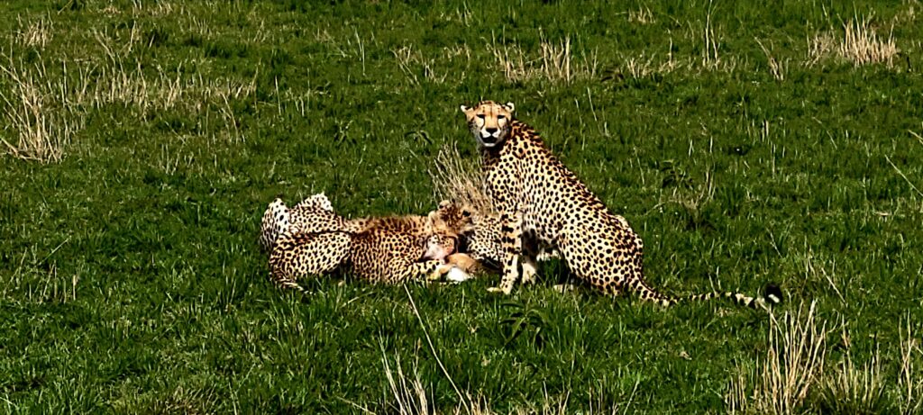 Lethal Predator