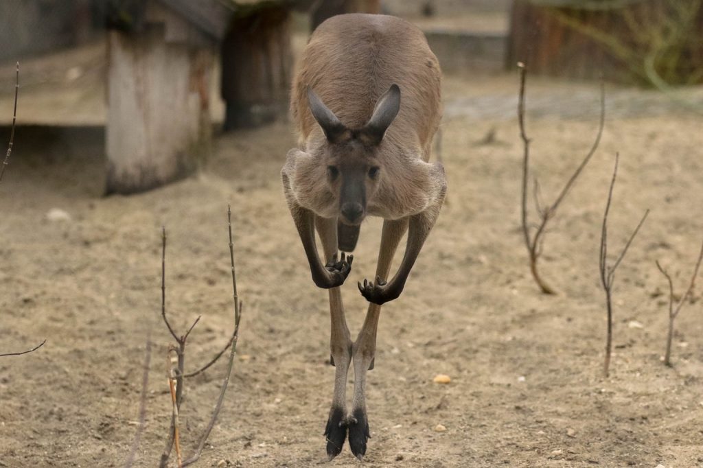 kangaroo, exotic, animal-1277622.jpg